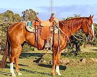 tobiano-gypsy-vanner-horse