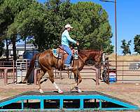 all-around-gypsy-vanner-horse