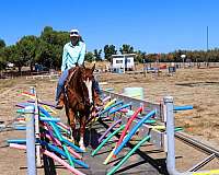 athletic-gypsy-vanner-horse