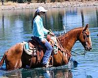 beginner-gypsy-vanner-horse