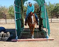 flashy-gypsy-vanner-horse