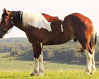 quarter-horse