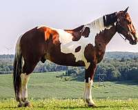 red-roan-sock-horse