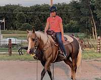 beginner-safe-quarter-horse