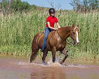 family-horse-quarter