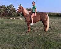 trail-quarter-horse