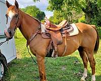 quarter-horse-gelding