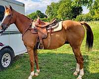 quarter-horse-for-sale