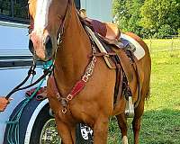 barrel-quarter-horse