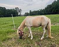 palomino-pinto-filly-for-sale