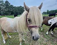 palomino-pinto-horse-for-sale