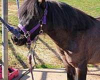 black-dun-pony-for-sale