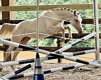 star-blue-eyes-horse