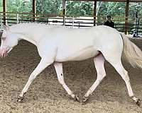 gorgeous-welsh-pony