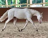 grooming-welsh-pony