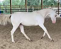 grp-welsh-pony