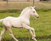 halter-broke-welsh-pony