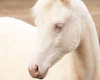 negative-coggins-welsh-pony