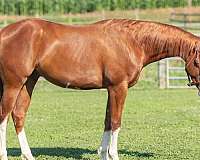 sorrel-4-white-socks-bald-face-horse