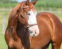 blue-eyed-quarter-horse