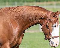 english-pleasure-quarter-horse