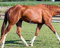 horsemanship-quarter-horse