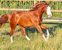 ranch-quarter-horse