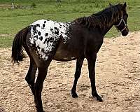 great-pedigree-appaloosa-horse