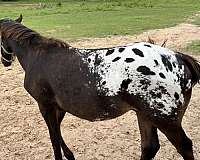 great-dispositions-appaloosa-horse