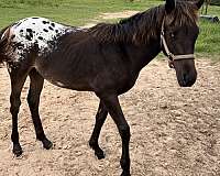 ready-for-new-home-appaloosa-horse