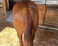 quarter-horse-for-sale