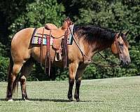 buckskin-rear-socks-horse