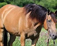 quarter-horse