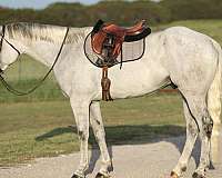 quarter-horse