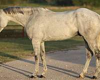 ranch-work-quarter-horse