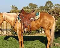 palomino-none-horse