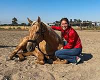 ranch-work-quarter-horse