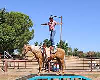 family-horse-quarter