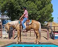 trail-quarter-horse