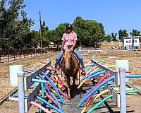 beginner-quarter-horse