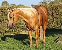 ranch-quarter-horse