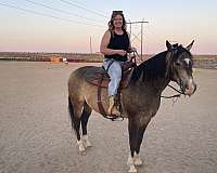 buckskin-socks-on-all-feet-horse