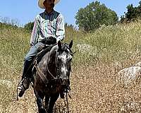 family-horse-quarter