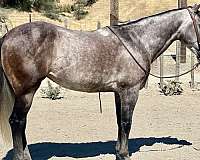 grey-none-horse