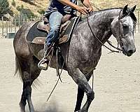 ranch-work-quarter-horse