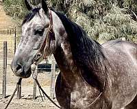 athletic-quarter-horse