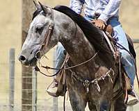 husband-safe-quarter-horse