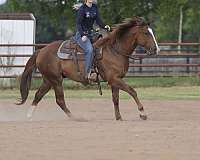 athletic-quarter-horse