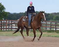 husband-safe-quarter-horse