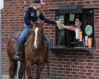 ranch-quarter-horse